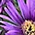 Aster